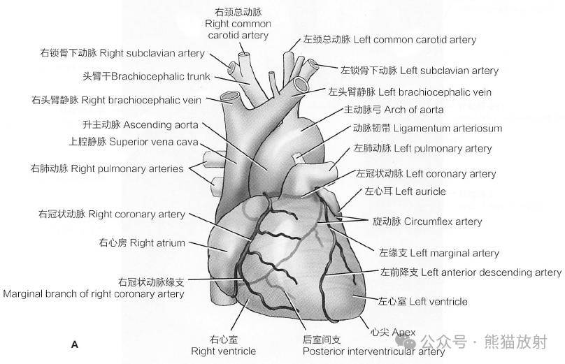 斷解選讀丨冠狀動脈_全網_影像_解剖圖