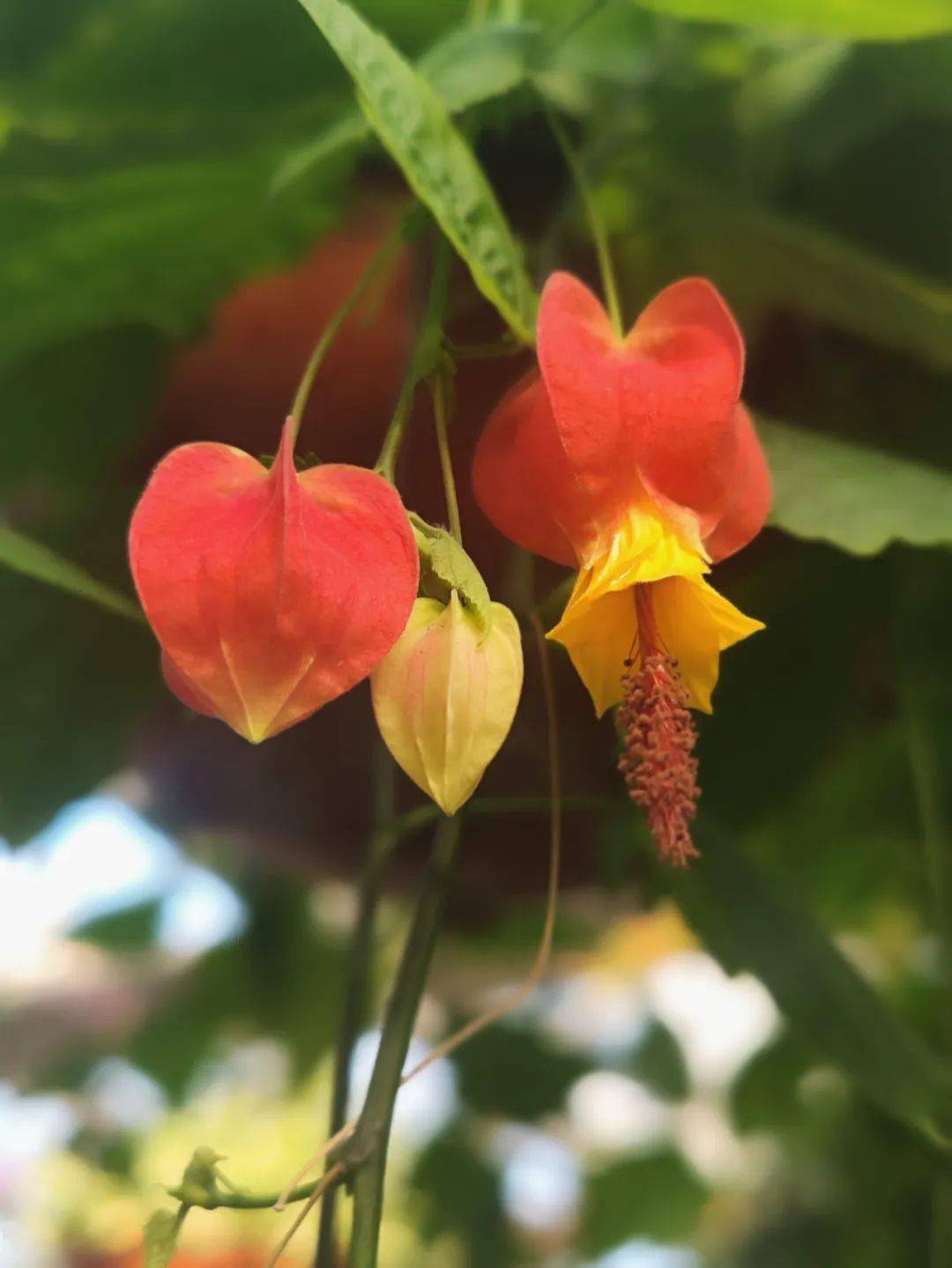 蔓性风铃花_风情_内容_网络