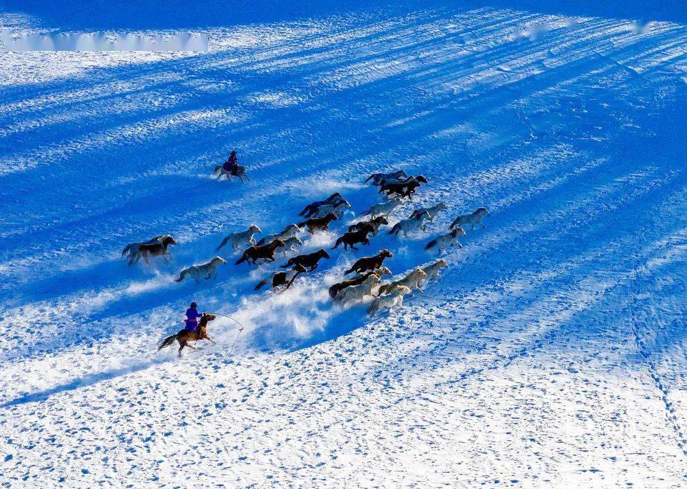 骏马奔腾 | 中国摄影家协会·影像中国网·在线影展精选_作品_全国