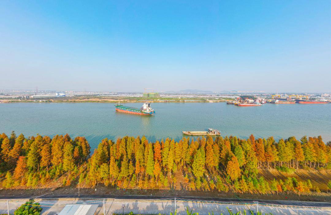 明天有位【江门石板沙疍家风情游】石板沙河鲜 岛心花海 落羽杉