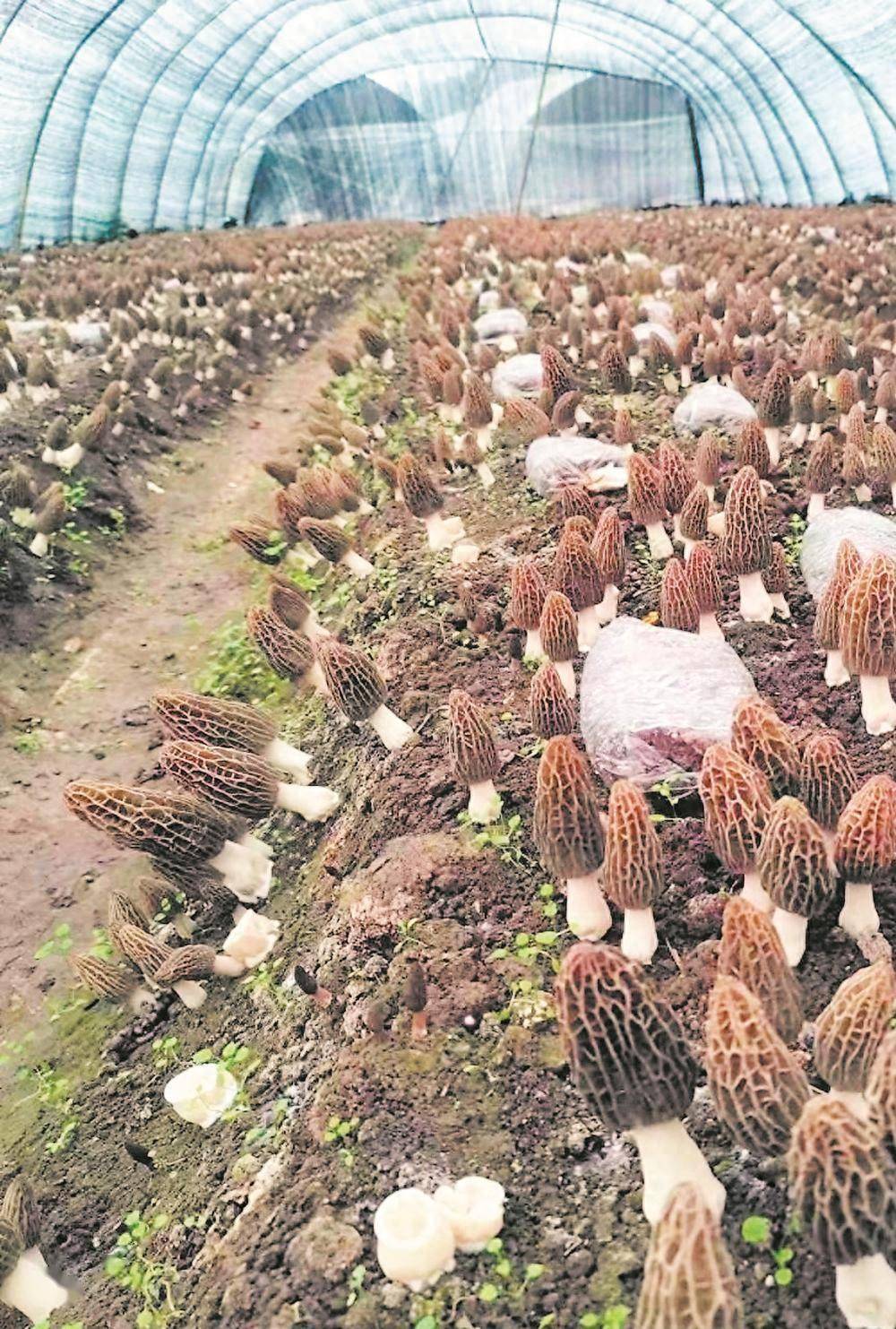 四川最大的羊肚菌基地图片