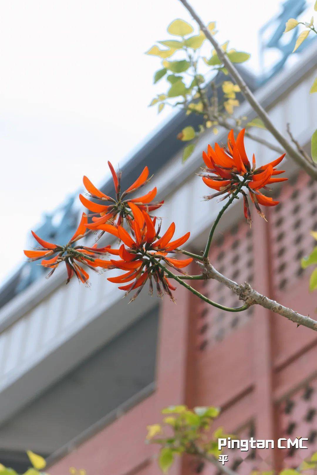 平潭市花图片