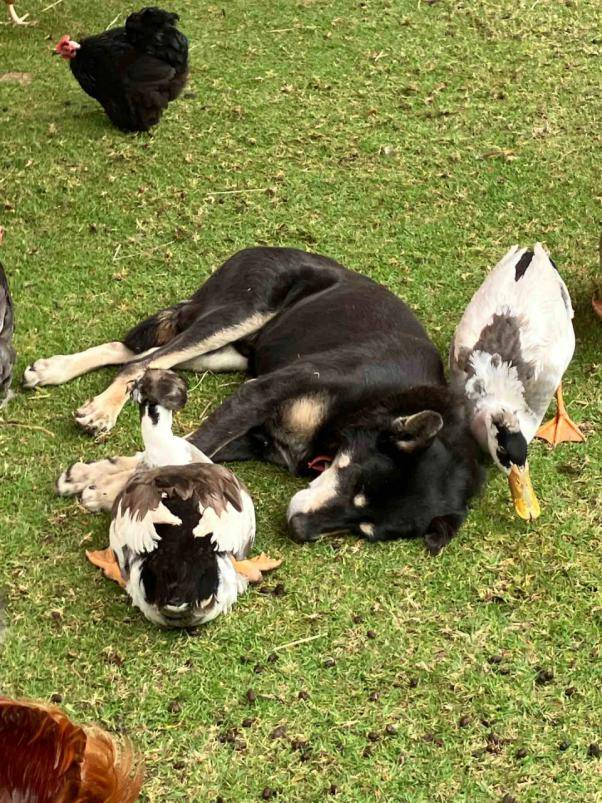 澳洲喜鹊的松弛感!评论区惊呆,下辈子也想投胎去澳洲