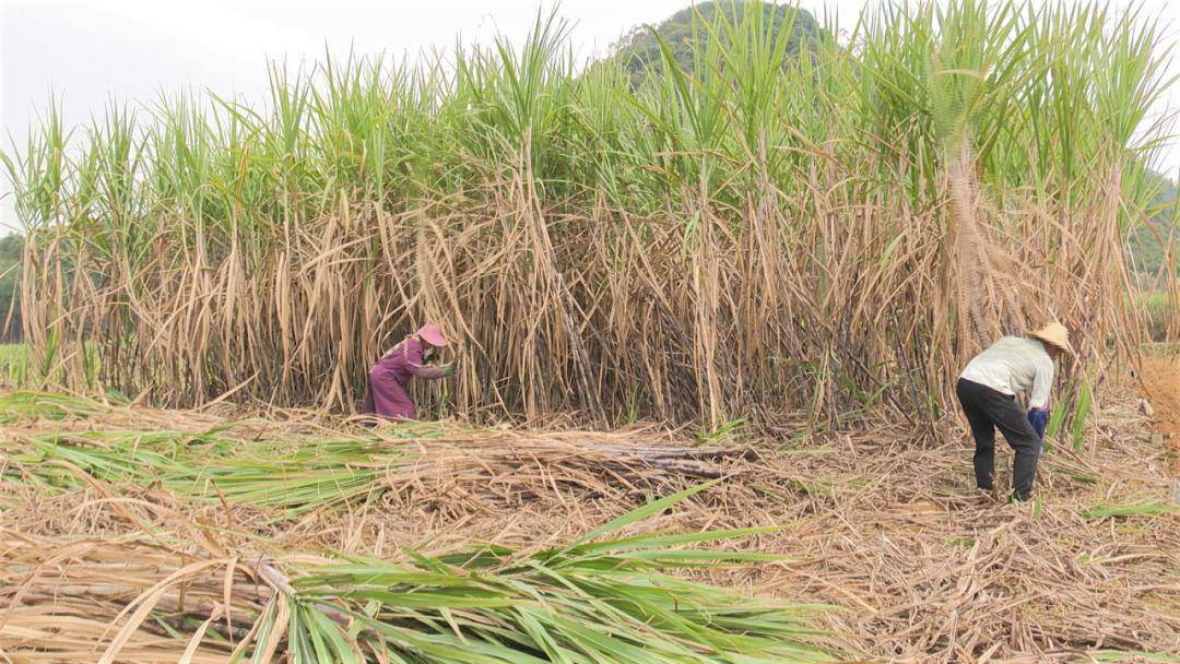 甘蔗机械化砍收 助力蔗农降本增效