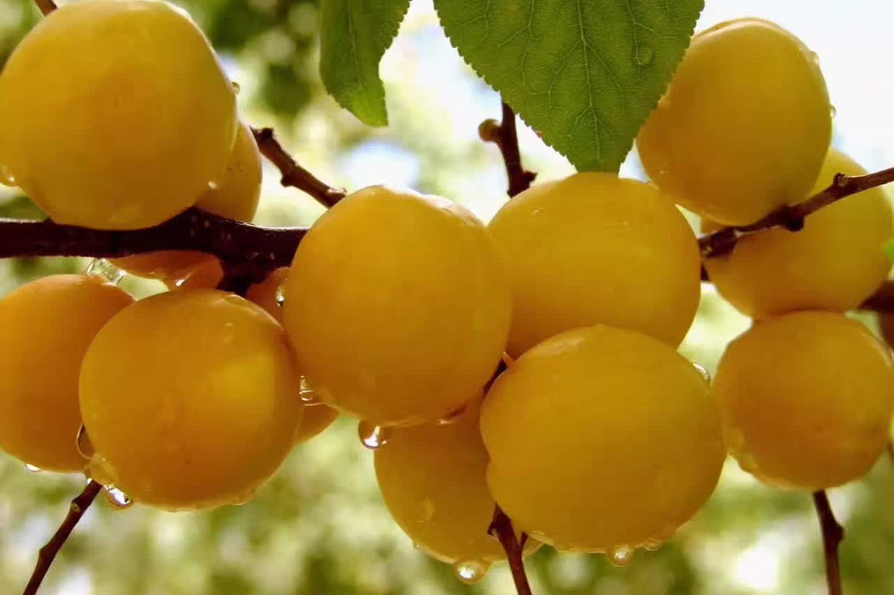 "轮台白杏"地理标志证明商标成功注册_发展_经济_国家