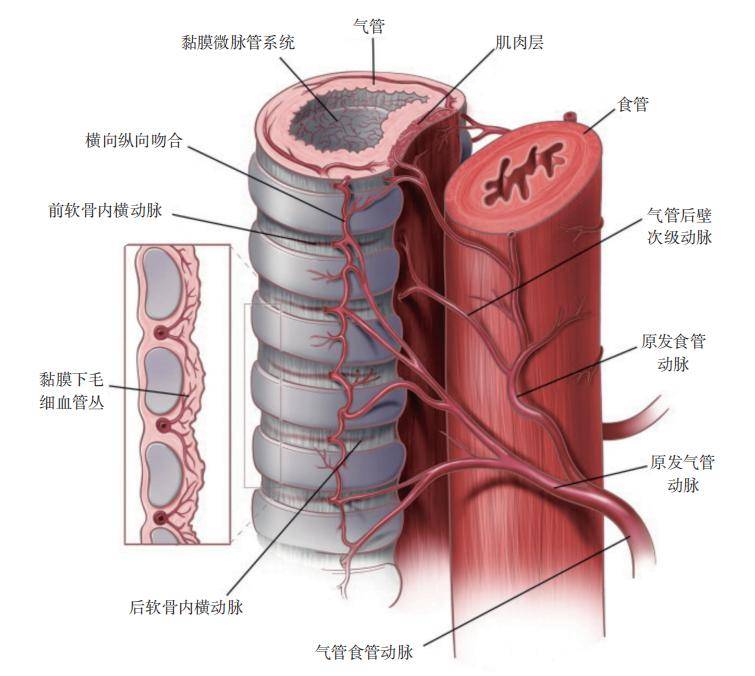 气管镜下的气管解剖图图片