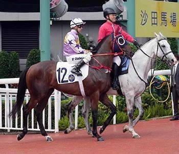 及「精彩动力」均为其蹄下败将;上仗再碰头排十四档早段走位被动才被