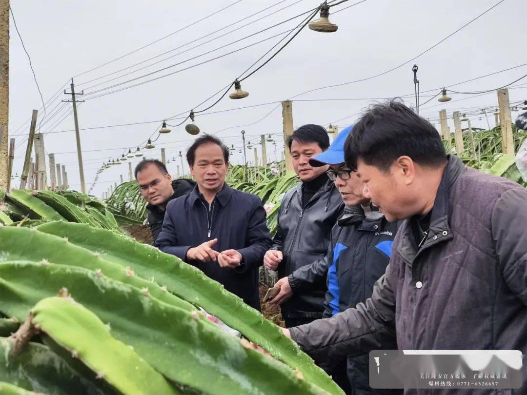 農技人員進基地 防寒防凍保生產_抗凍_農業_隆安縣