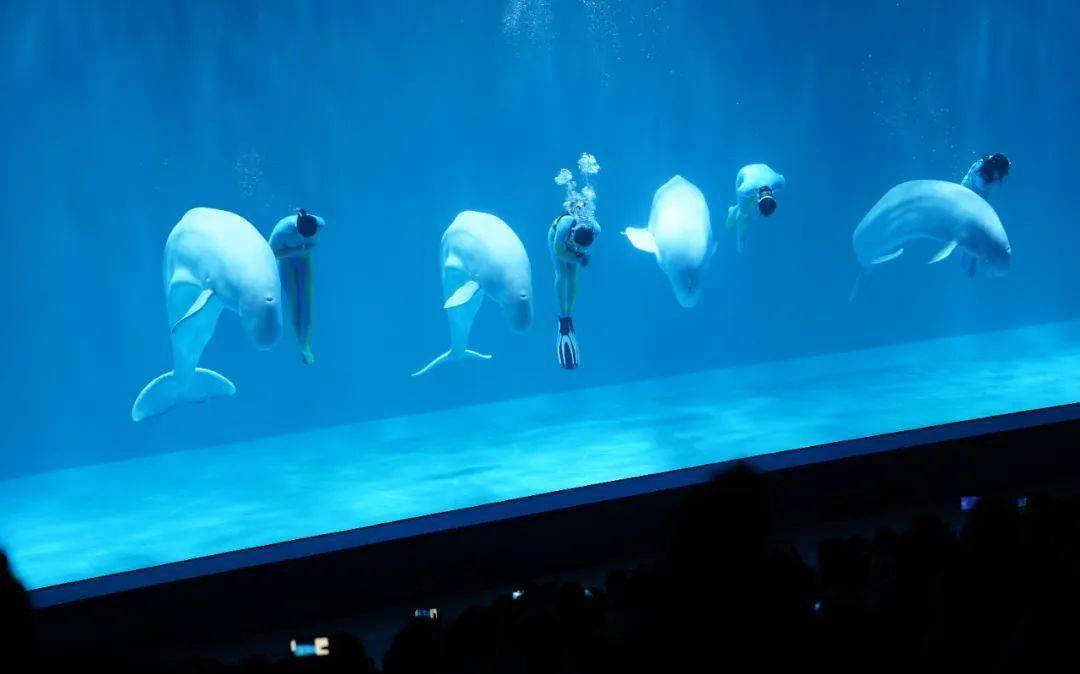 壁紙 海底 海底世界 海洋館 水族館 1080_674