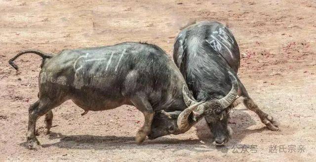 中国传奇牛王,体重近1吨打遍西南无敌手,开价百万主人都不卖!