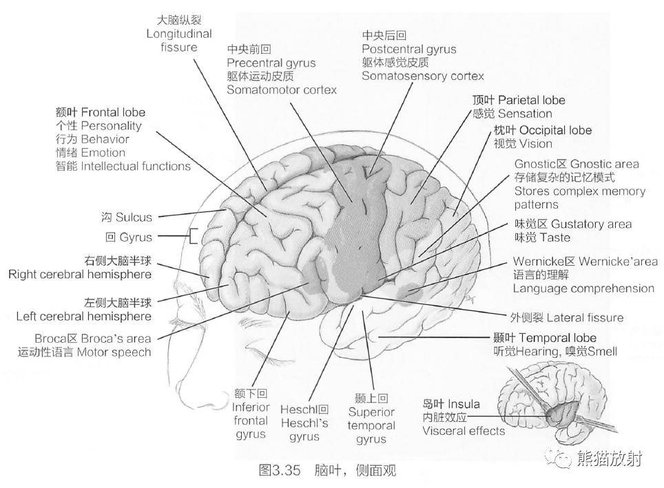 每側大腦半球的皮質可以分為4個腦葉:額葉,頂葉,枕葉和顳葉.