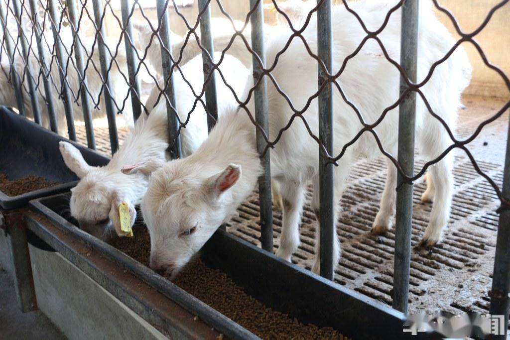 村村有好戏 | 崂山奶山羊,如何再当奶业领头羊?_青岛_保种_盛勇