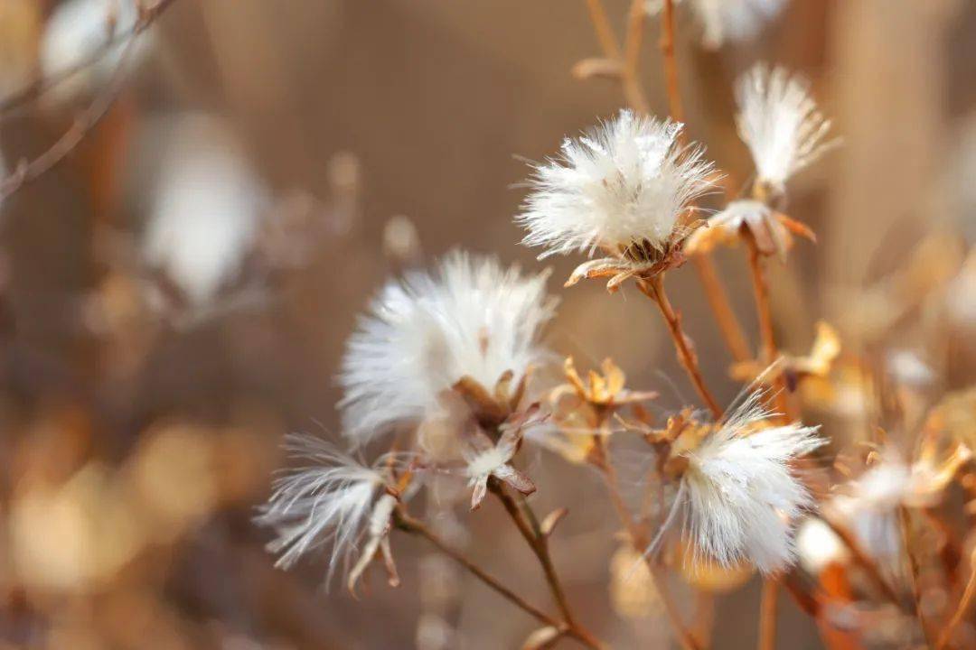 背景 壁紙 花 矢量 植物 種子 桌面 1080_720