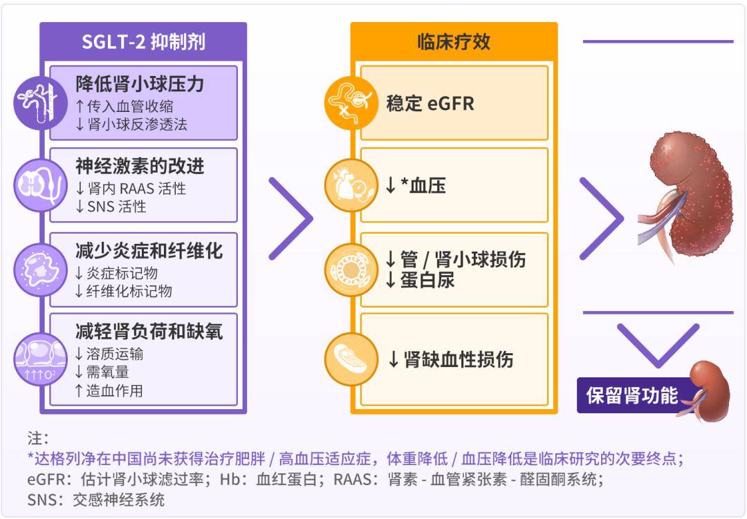 慢性腎臟病新添一線治療藥物,作用機制及效果如何?來