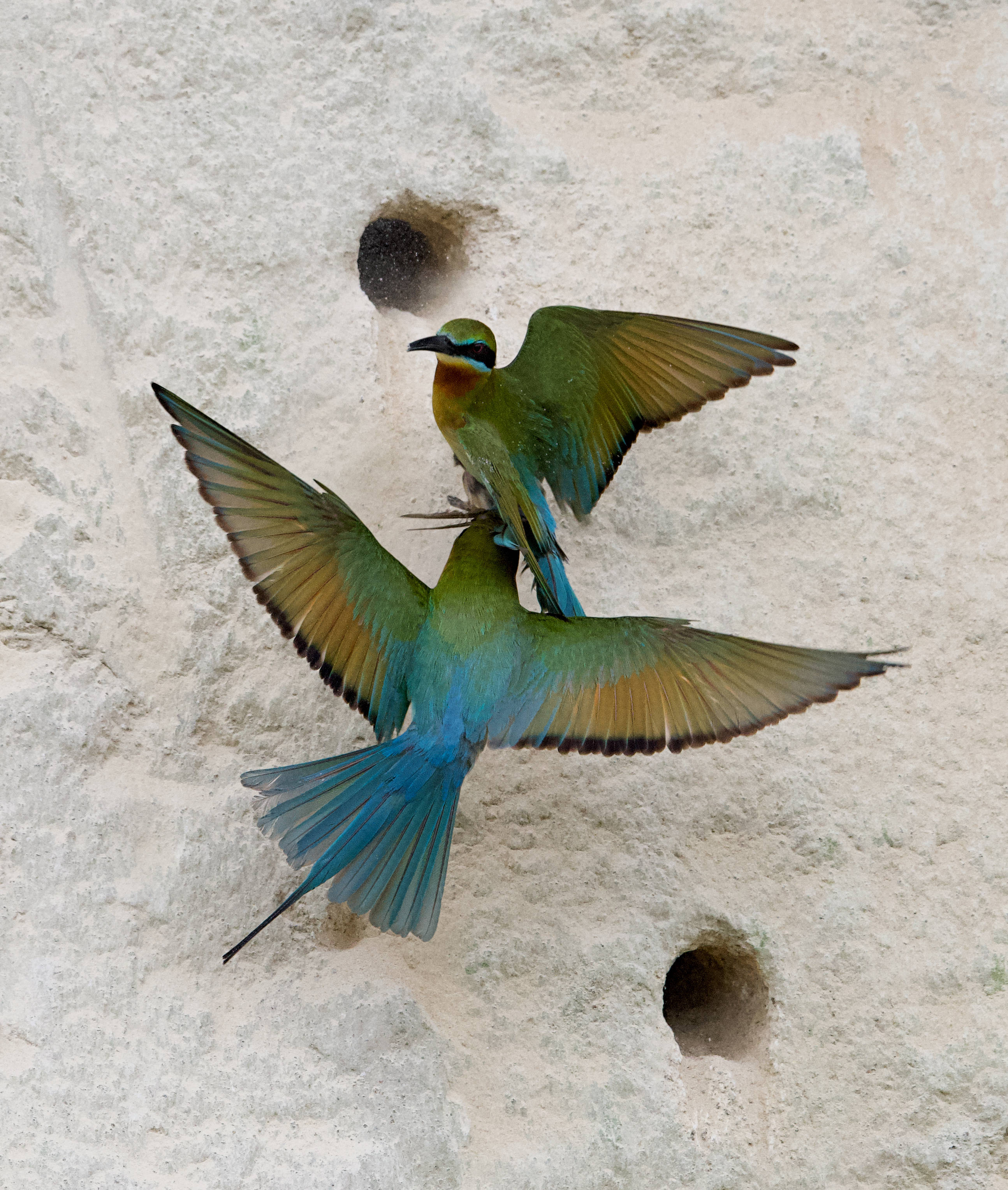 福建厦门:市区里的"袖珍"自然保护区_马山_片区_新华社