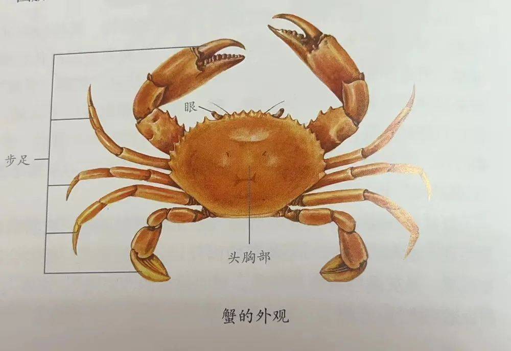 螃蟹的身体构造图图片