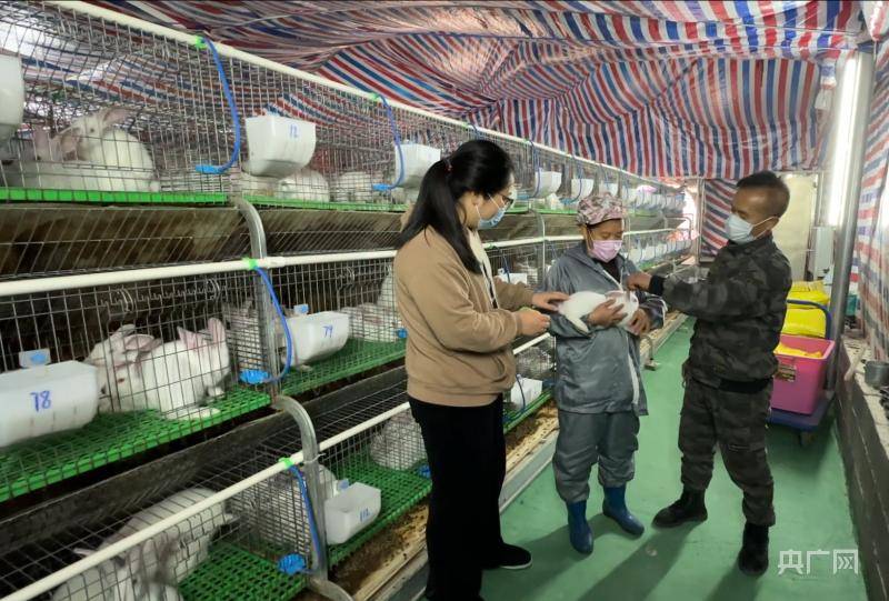 湖南江永:小白兔"蹦"出乡村振兴致富路_胡明翠_养殖户_兔子