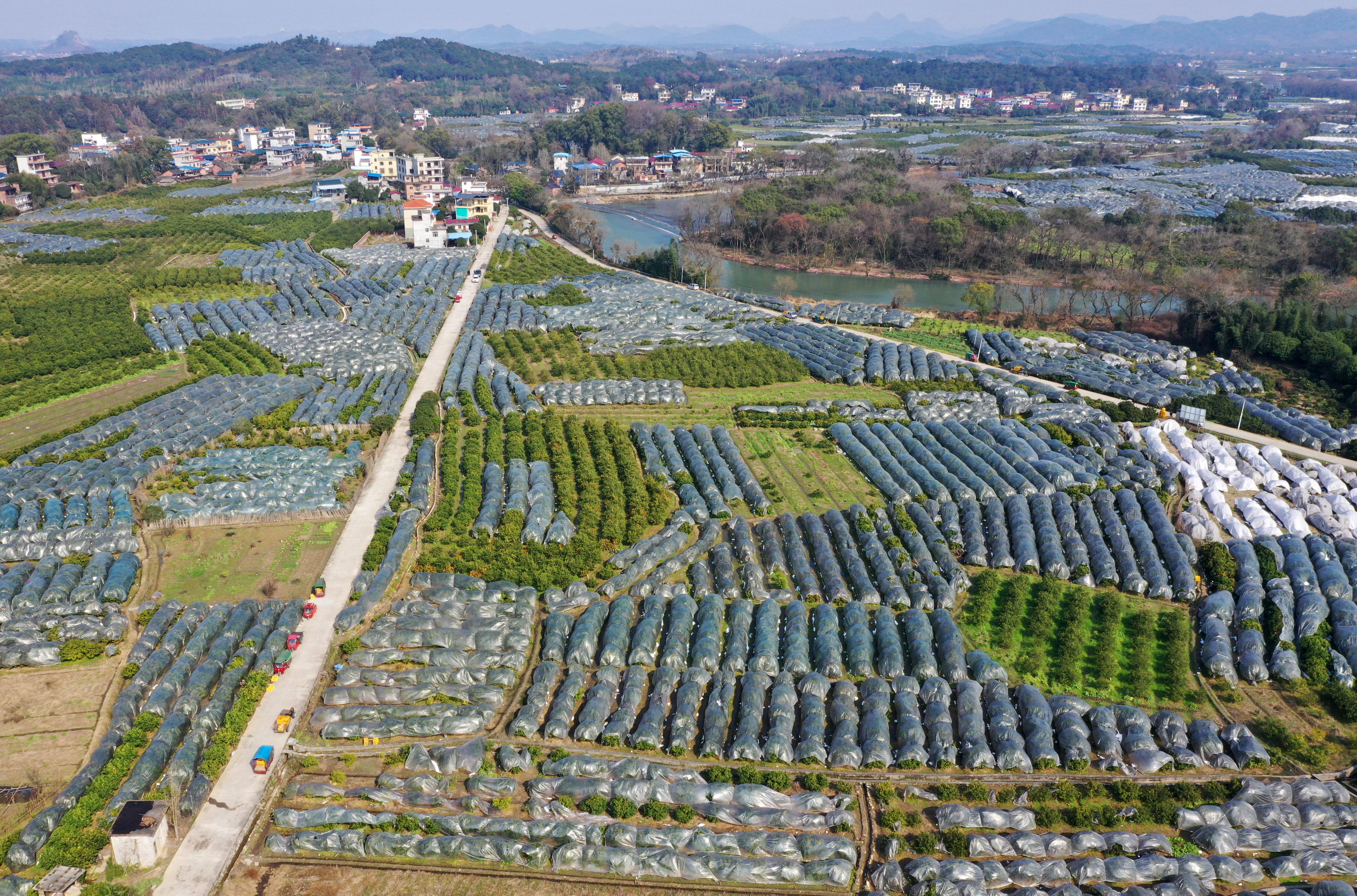 广西砂糖橘地里的冬日甜蜜守护