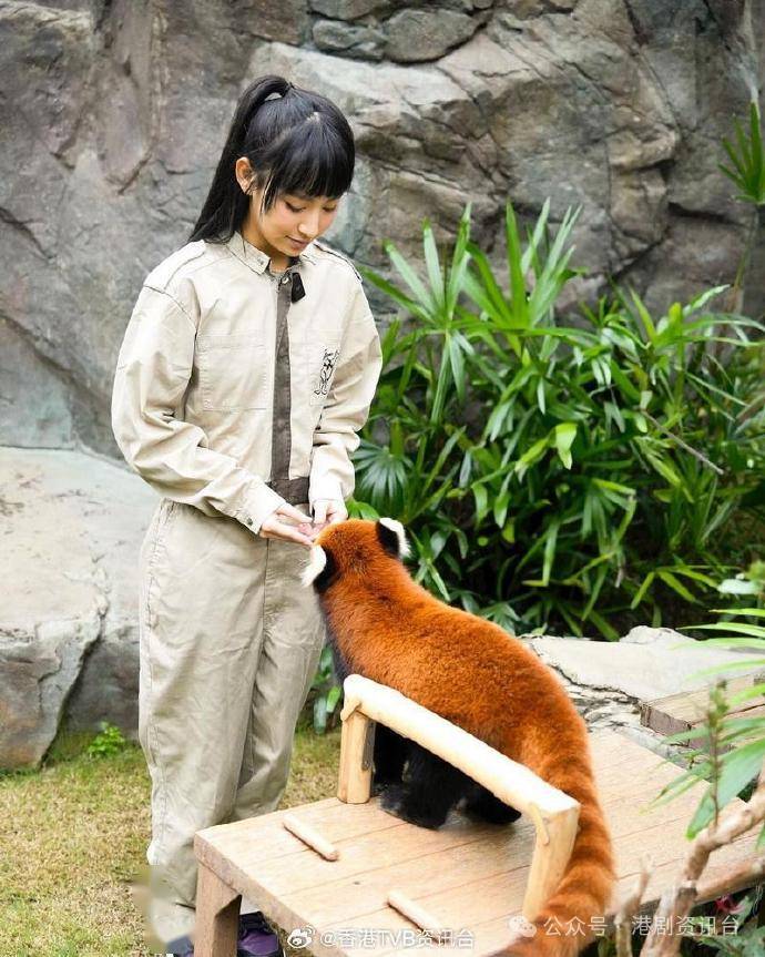 炎明熹化身动物护理员照顾小熊猫︰我心融化了
