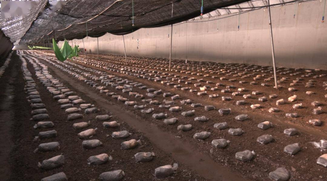 攻坚之年谱新篇】返乡创业 种植羊肚菌铺就致富路_郭彦麟_大棚_产业