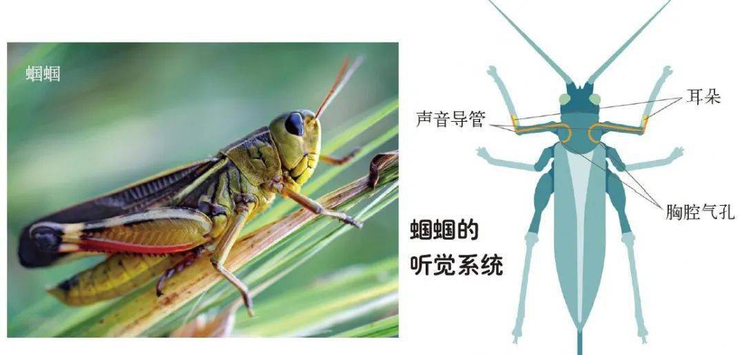昆虫的耳朵遍布全身_声音_振动_听觉