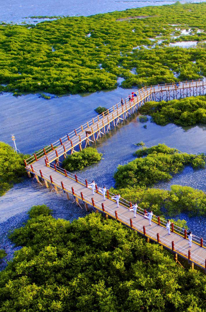 提供北海金海湾红树林生态旅游区:国家4a级旅游景区,滩平沙细,面积