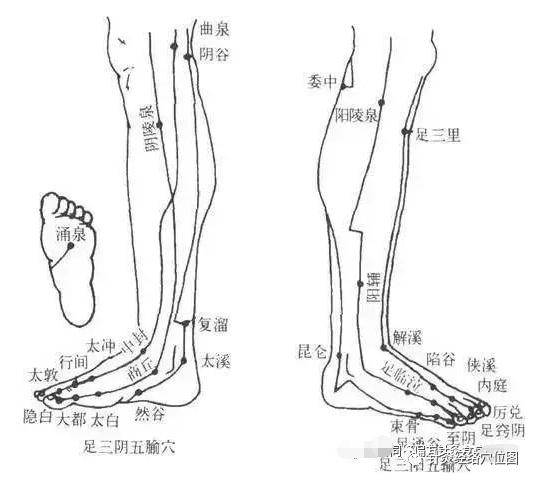 腿部六条经络图图解图片