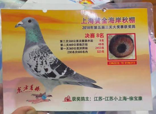 专访"小上海":我怕老将 而不是引进欧洲鸽王的新人_鸽子_个体_血统