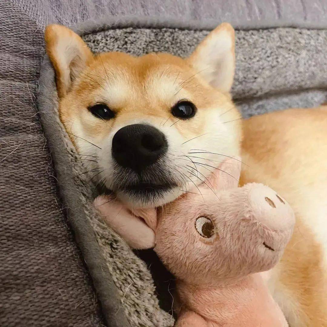 头像背景 丨雪夜浪漫 奶猫来袭_侵权_先生_网络