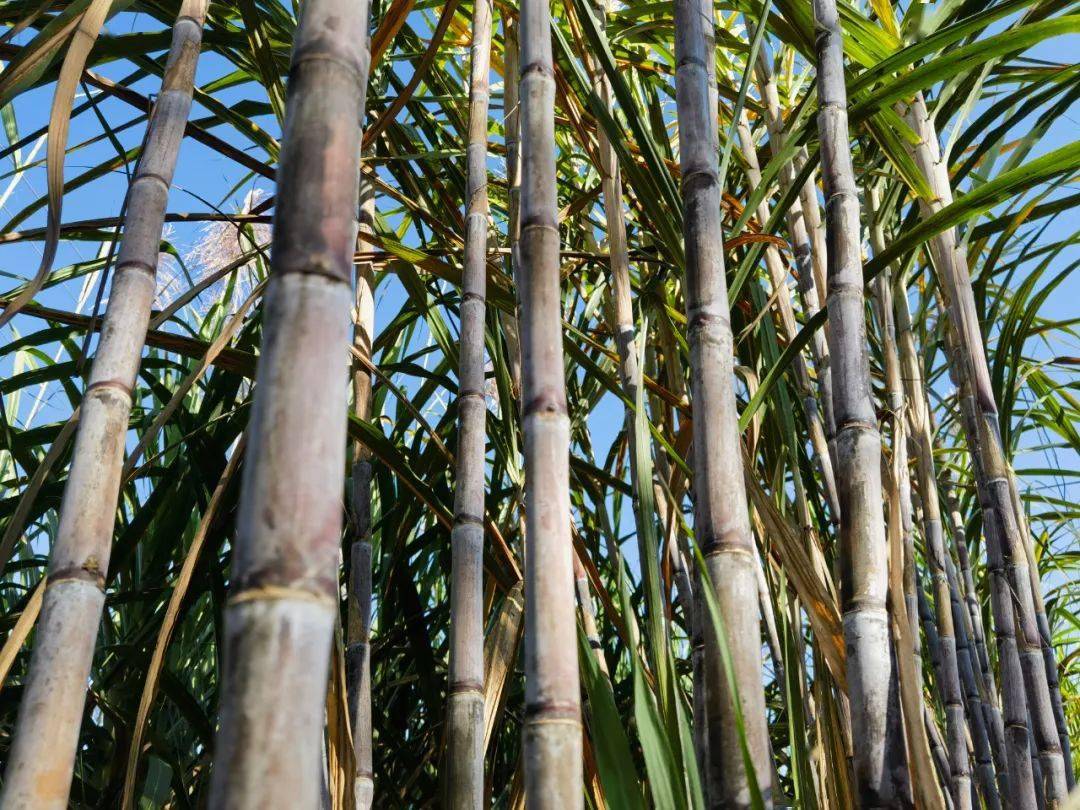 甘蔗丰收日子甜 乡村振兴节节高_益智乡_发展_种植