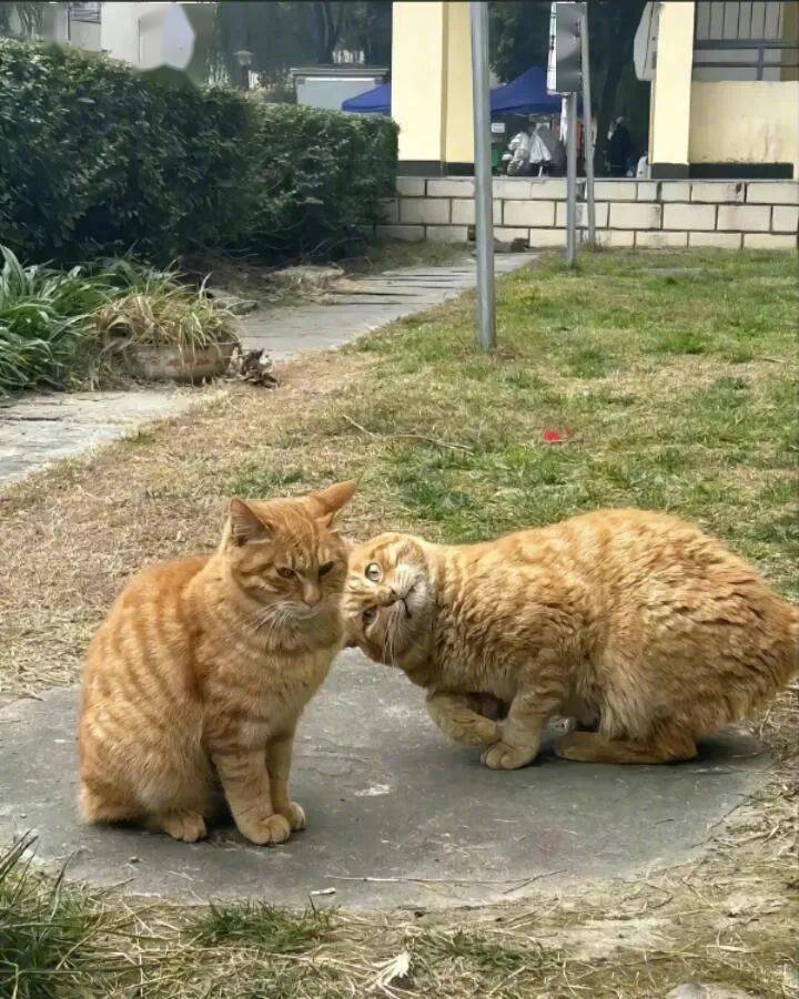 218/h(3小时起点)身高:163cm体重:50kg星座:处女座擅长游戏:csgo-a段