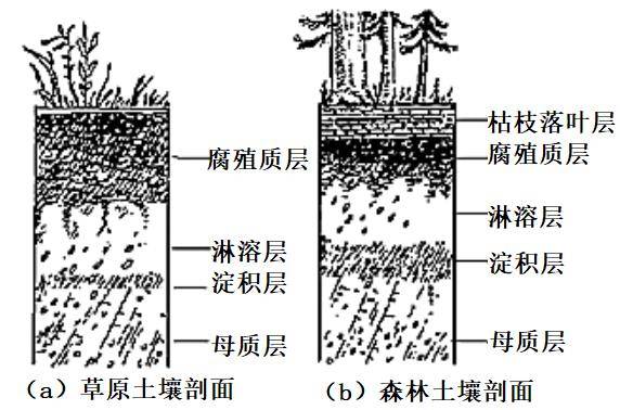 高考地理中的土壤剖面