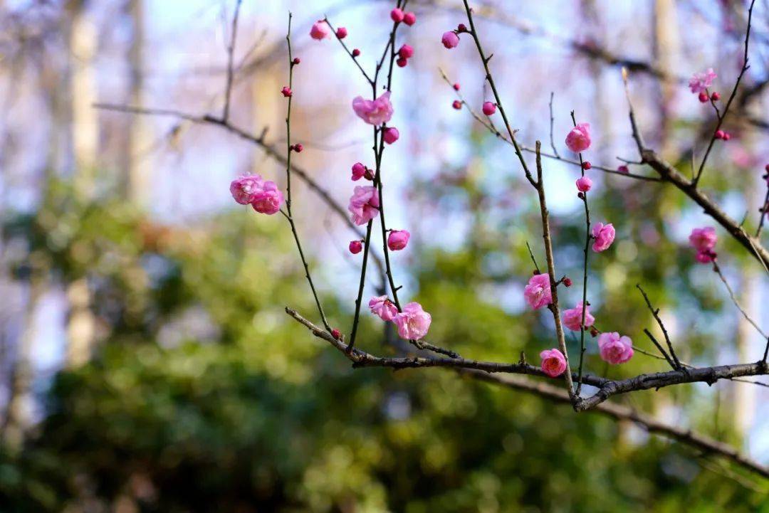 梅花_孤山_杭州