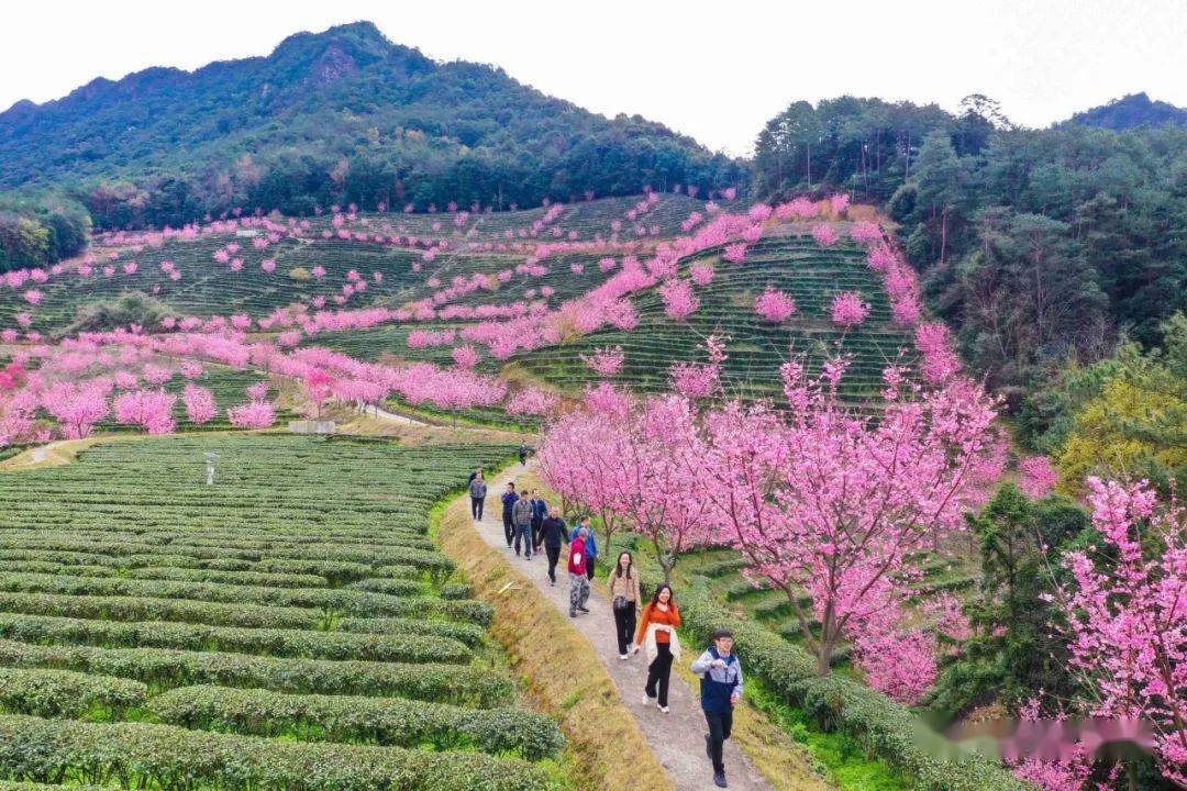 梅州明山嶂樱花路线图片
