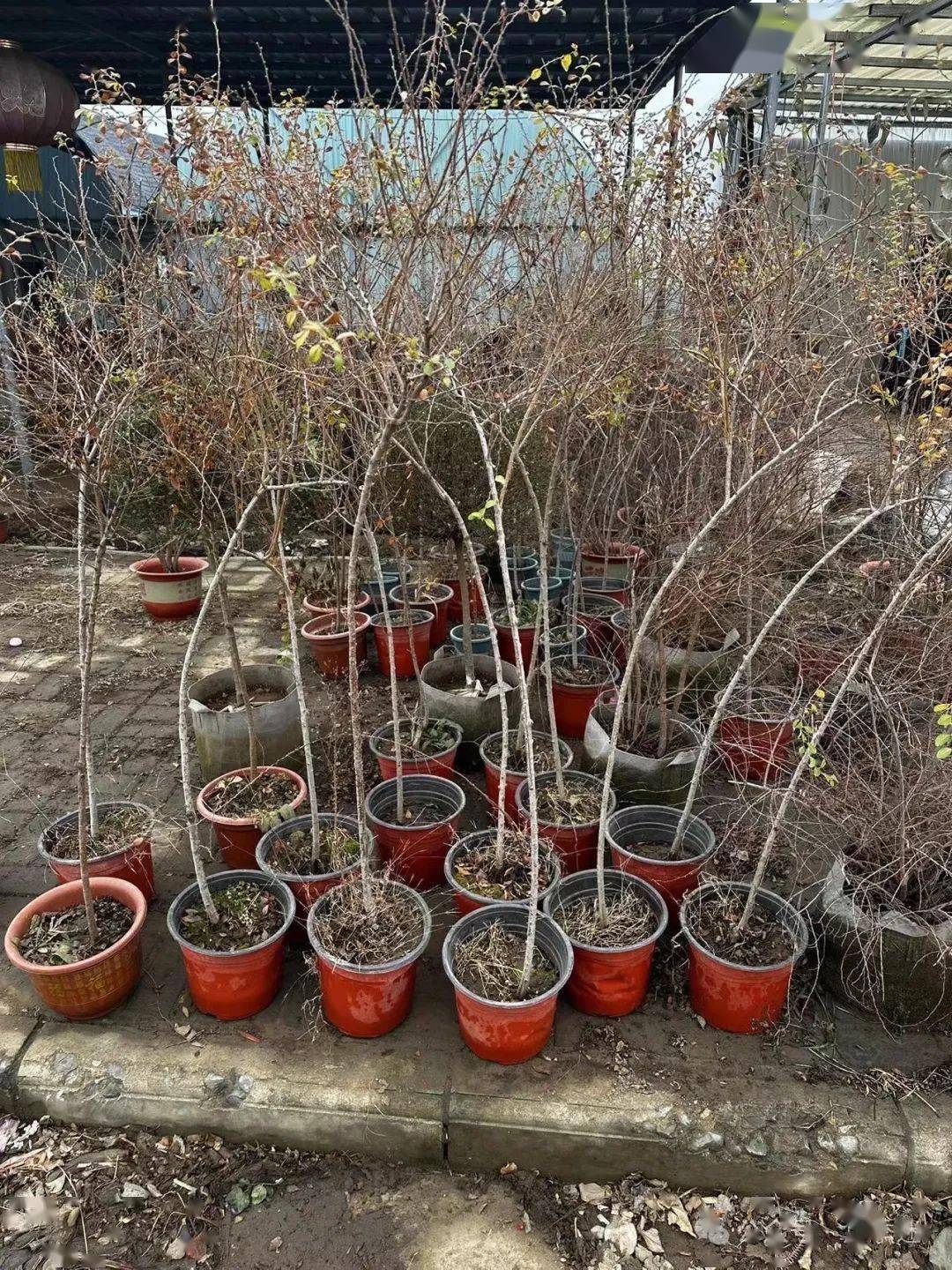 早春花园颜值担当| 花开如瀑的喷雪花,轻松实现切花自由_修剪_开花