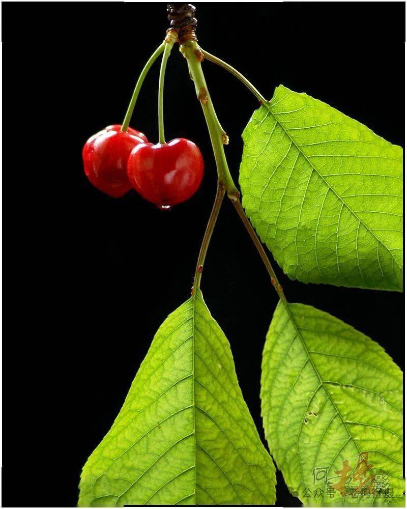 【图集】顶光花草_摄影_表面_效果