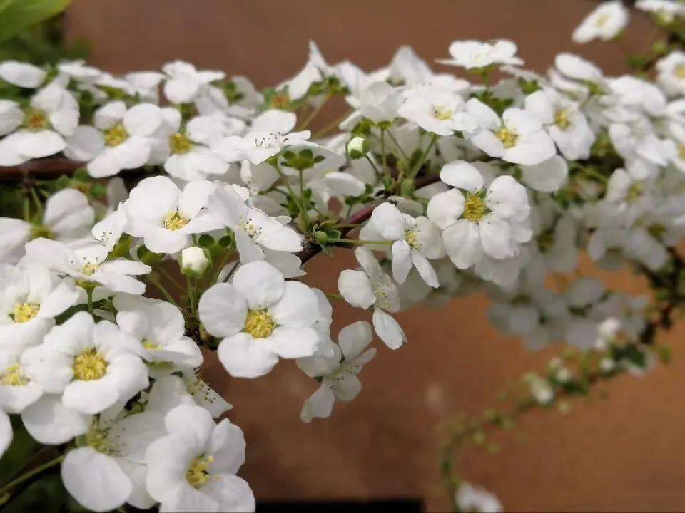 早春花园颜值担当| 花开如瀑的喷雪花,轻松实现切花自由