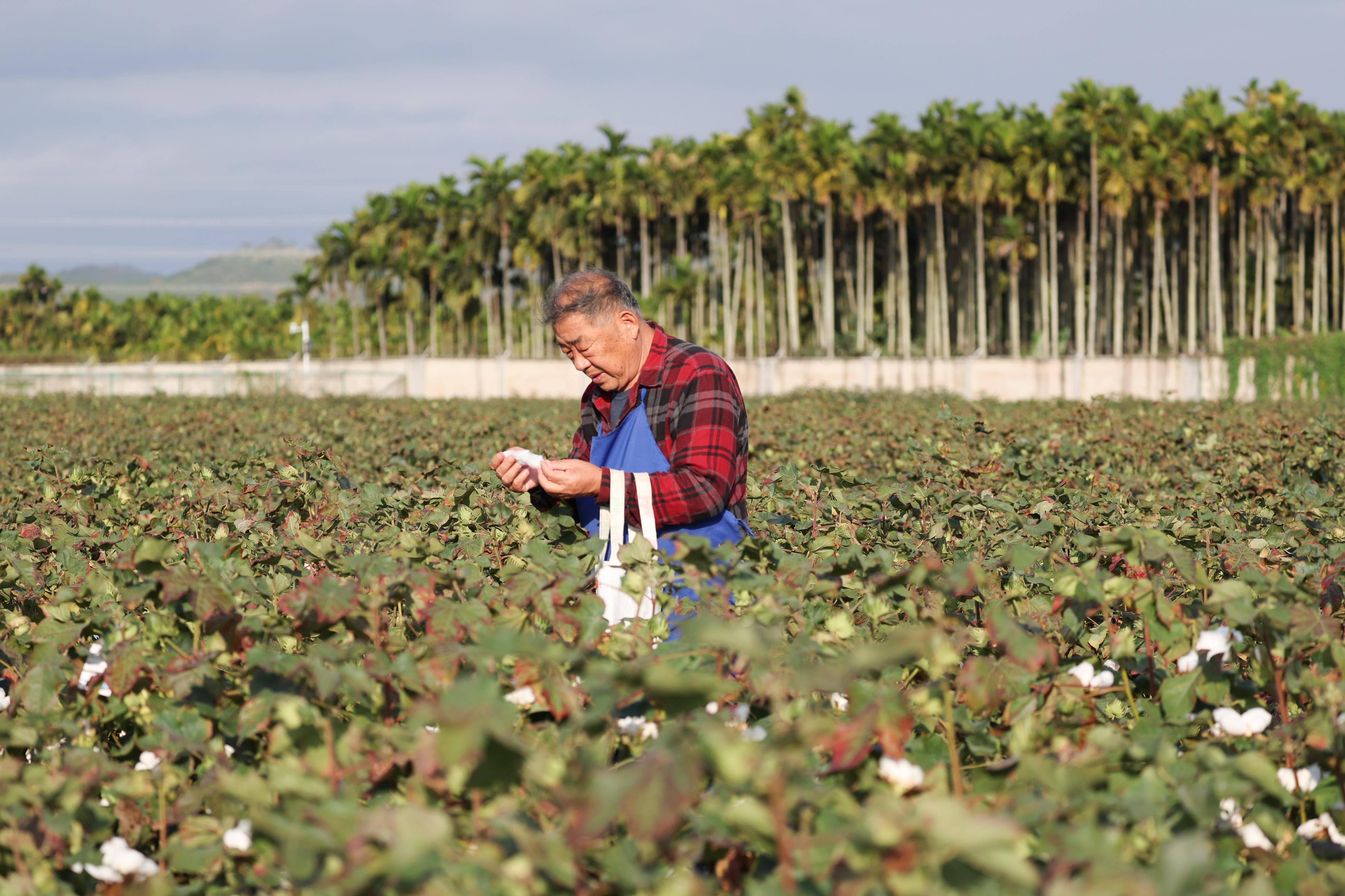 1月30日,赵国忠在海南三亚的国家南繁科研育种基地里观察棉花长势