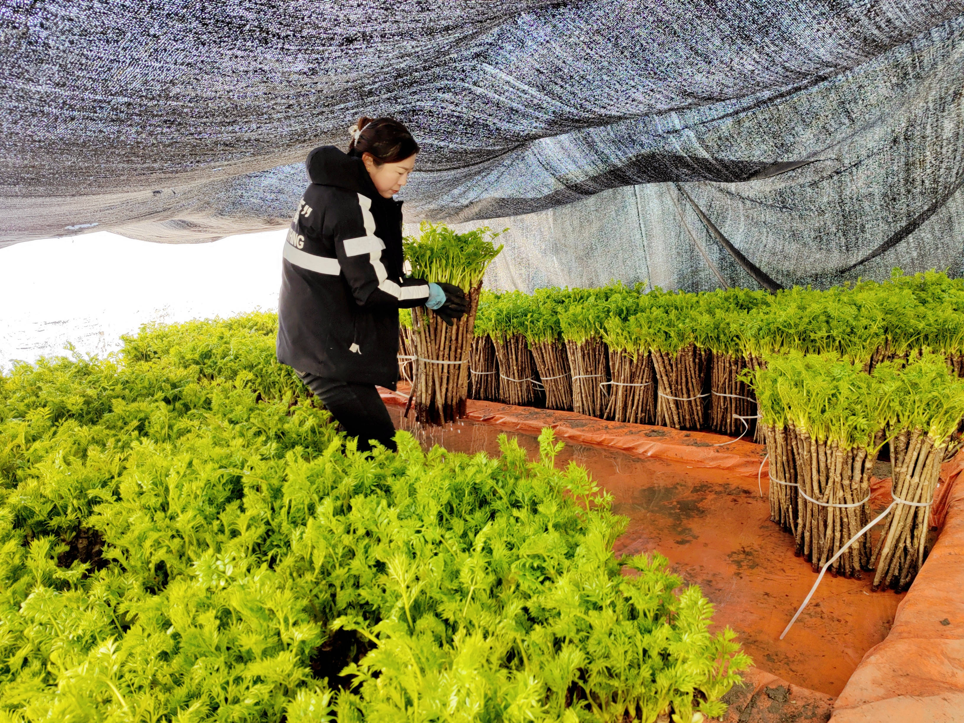 野菜种植技术上哪学(野菜种植技术上哪学比较好)