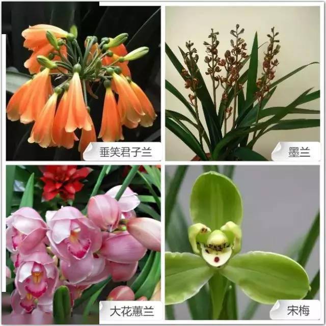 兰草花品种区分图片图片