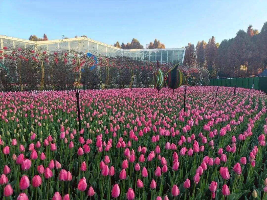 捞渔河湿地公园100万株郁金香等你来_花展_游乐园_花朵