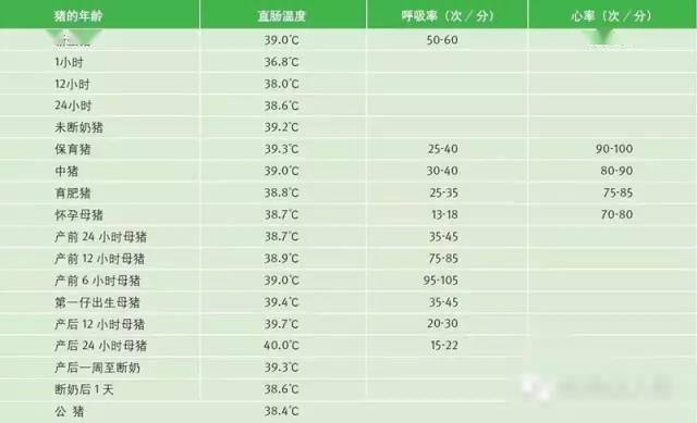 揭秘荷蘭萬頭豬場各階段豬群生產管理要點(附免疫手冊