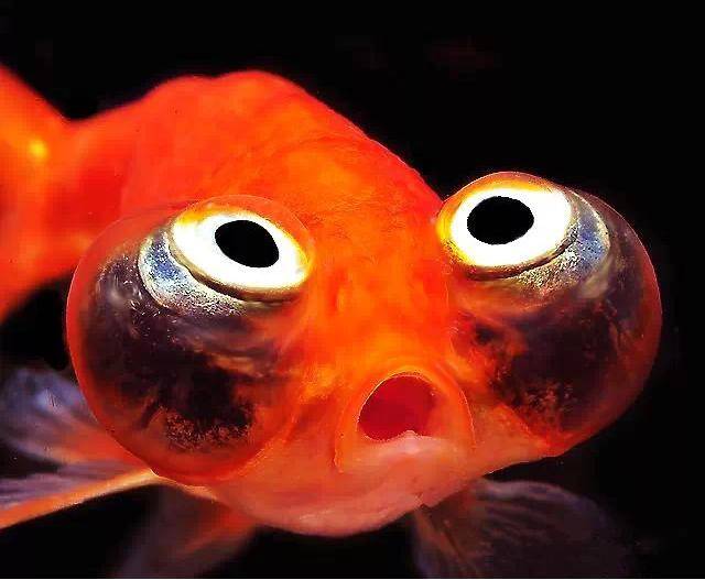 小年,送你100条金鱼,祝朋友金"鱼"满堂!