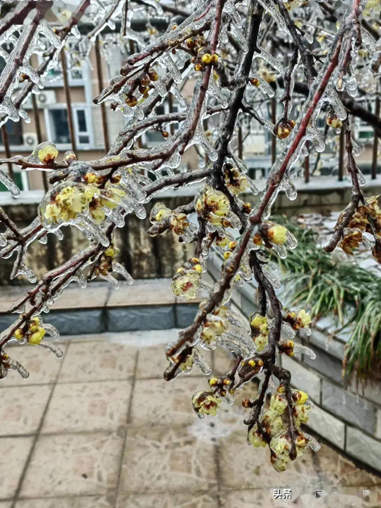 谁言梅花没有泪只是冰雪未透时