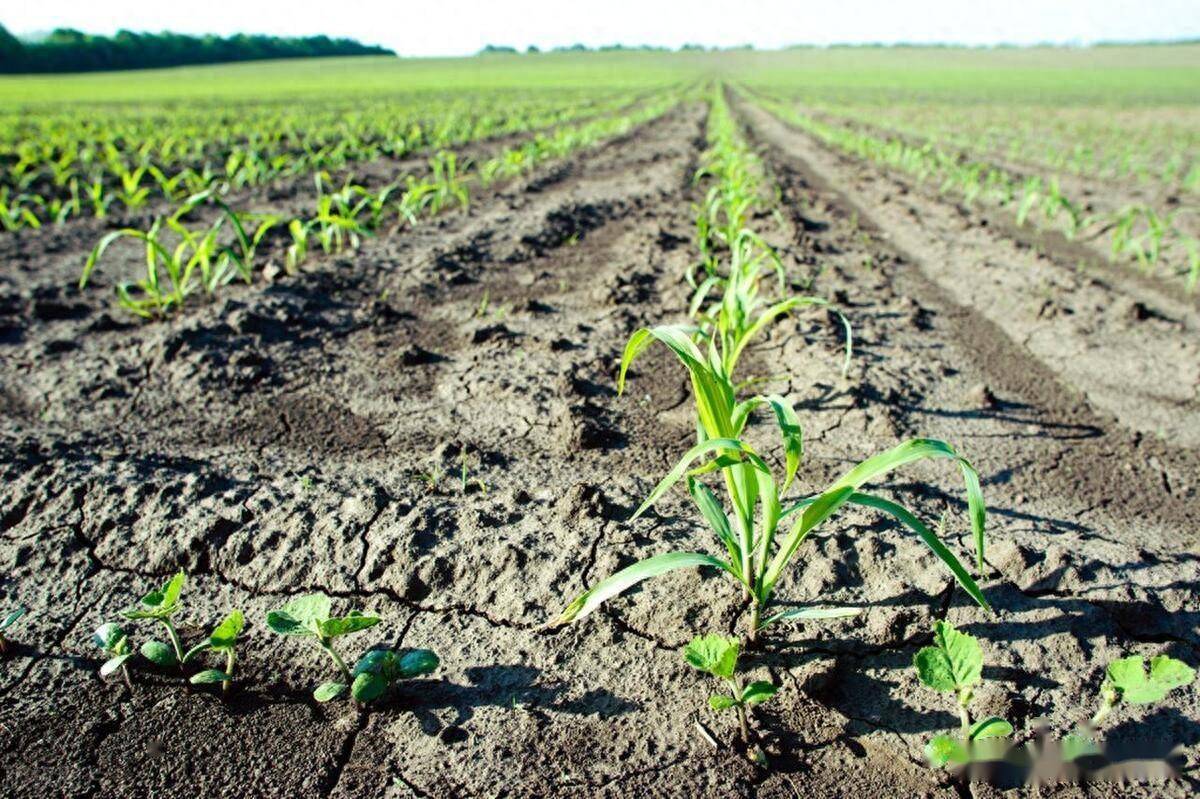 二甲戊灵禁用作物_用药量_时间_问题