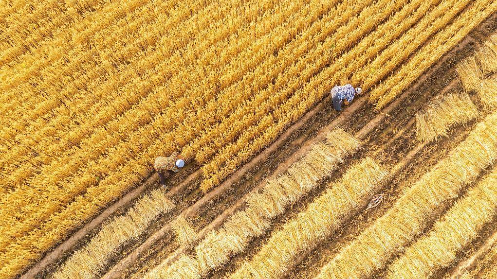 中共中央,国务院:适当提高小麦最低收购价,合理确定稻谷最低收购价