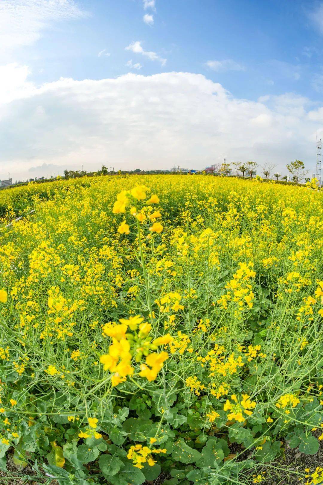 油菜花没开花之前图片图片