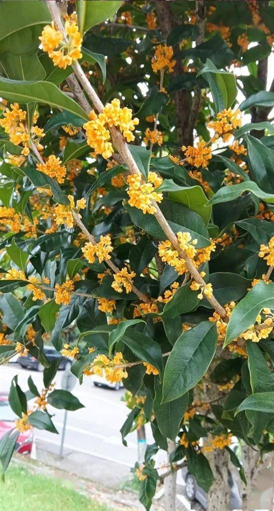 桂花香满城_气温_天气_开花