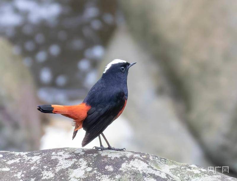 贵州一国家级自然保护区发现国家重点保护鸟类14种