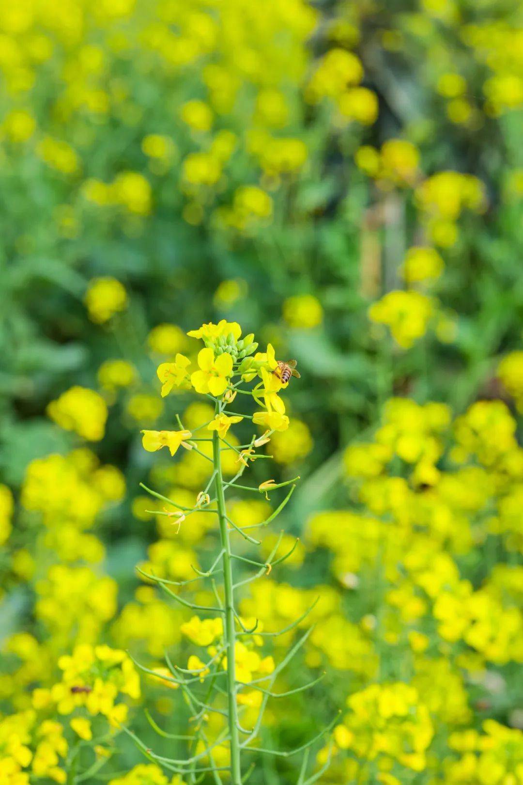 南沙大片油菜花田又开花了!金灿灿一大片太美了!_蜜蜂_公园_农业